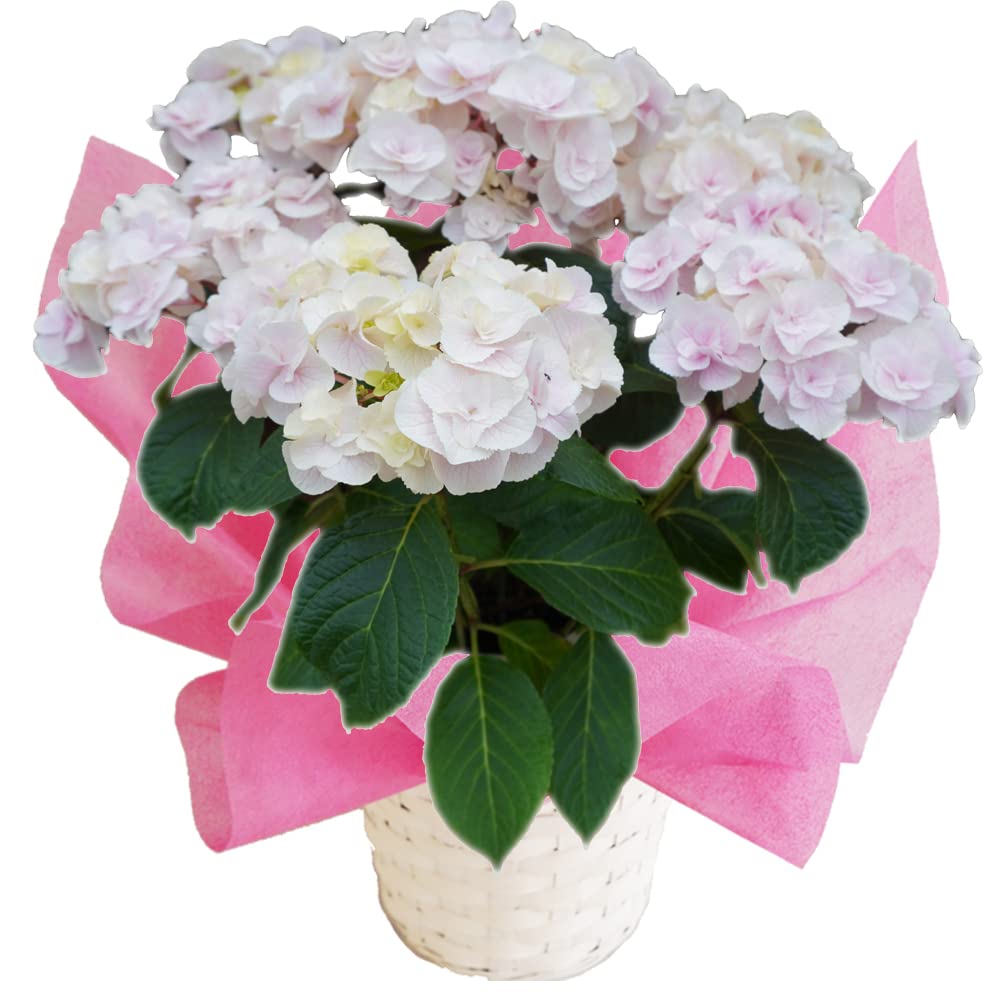 ☆hydrangea☆さま 専用です Amazon.co.jp: Yurika Pink, Sakamoto Gardening, Master