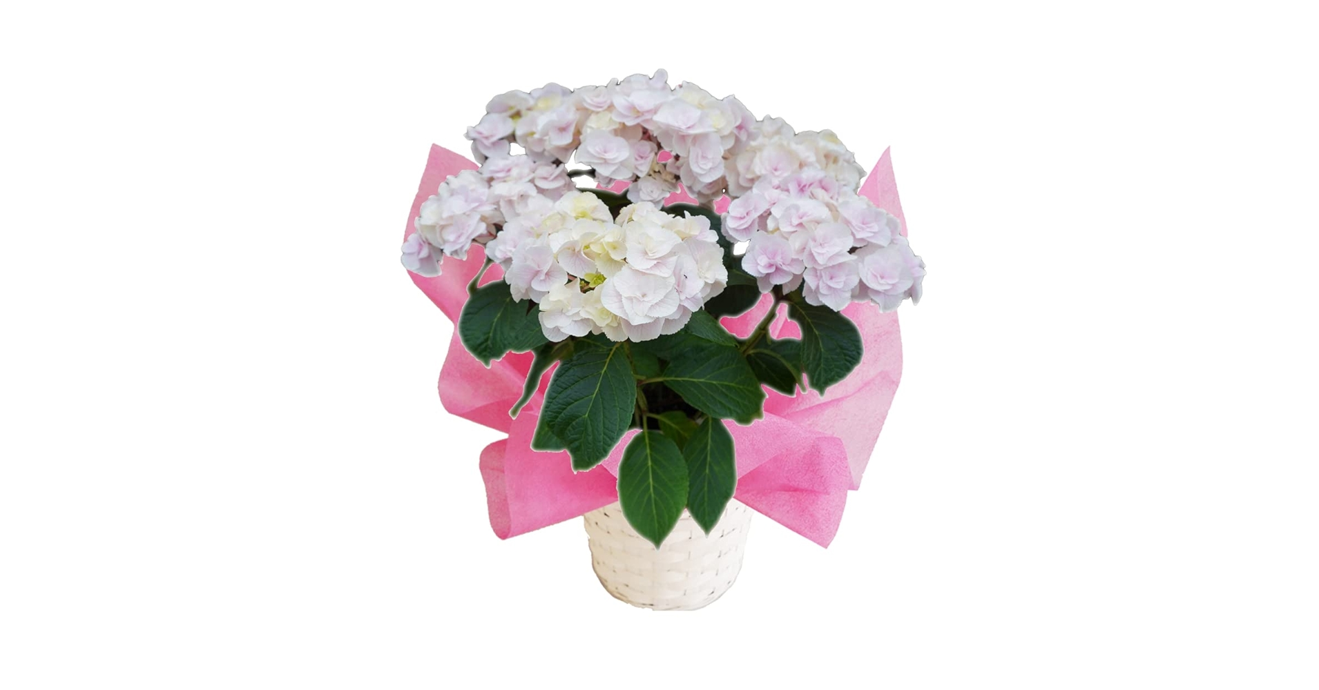 ☆hydrangea☆さま 専用です Amazon.co.jp: Monte Pink Sakamoto Gardening Tatsujin