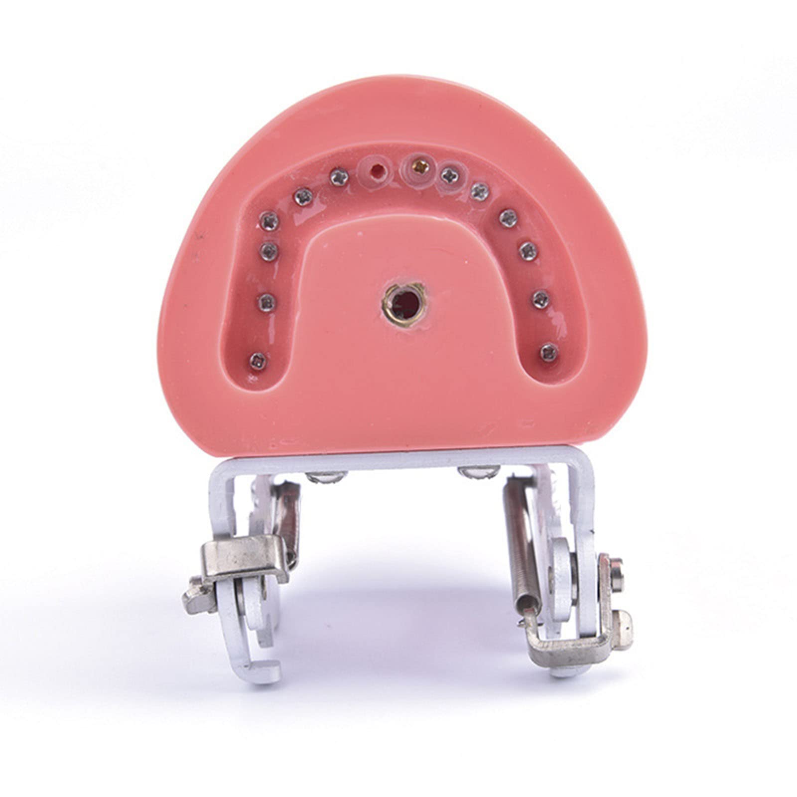 Modèles et Moyens d'enseignement Médical，Squelette Anatomique， Modèle de Dents Modèle de dent Dentaire pour Enfant avec 28 Dents Amovibles et gencives Souples M