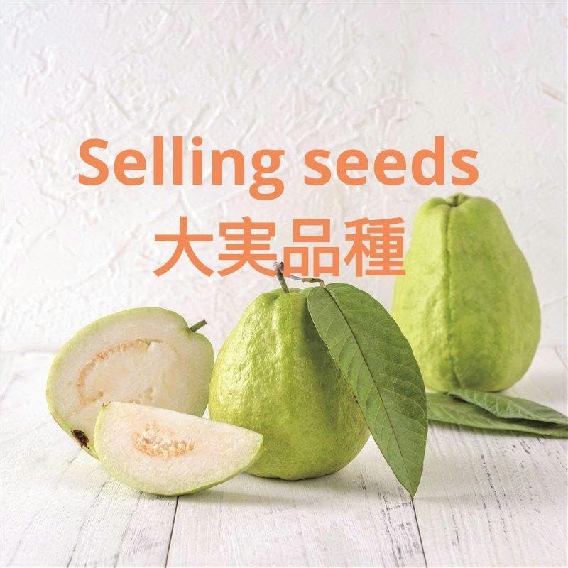 Amazon.co.jp: 台湾産 白いグアバの種子 （大実品種） 20粒 : DIY