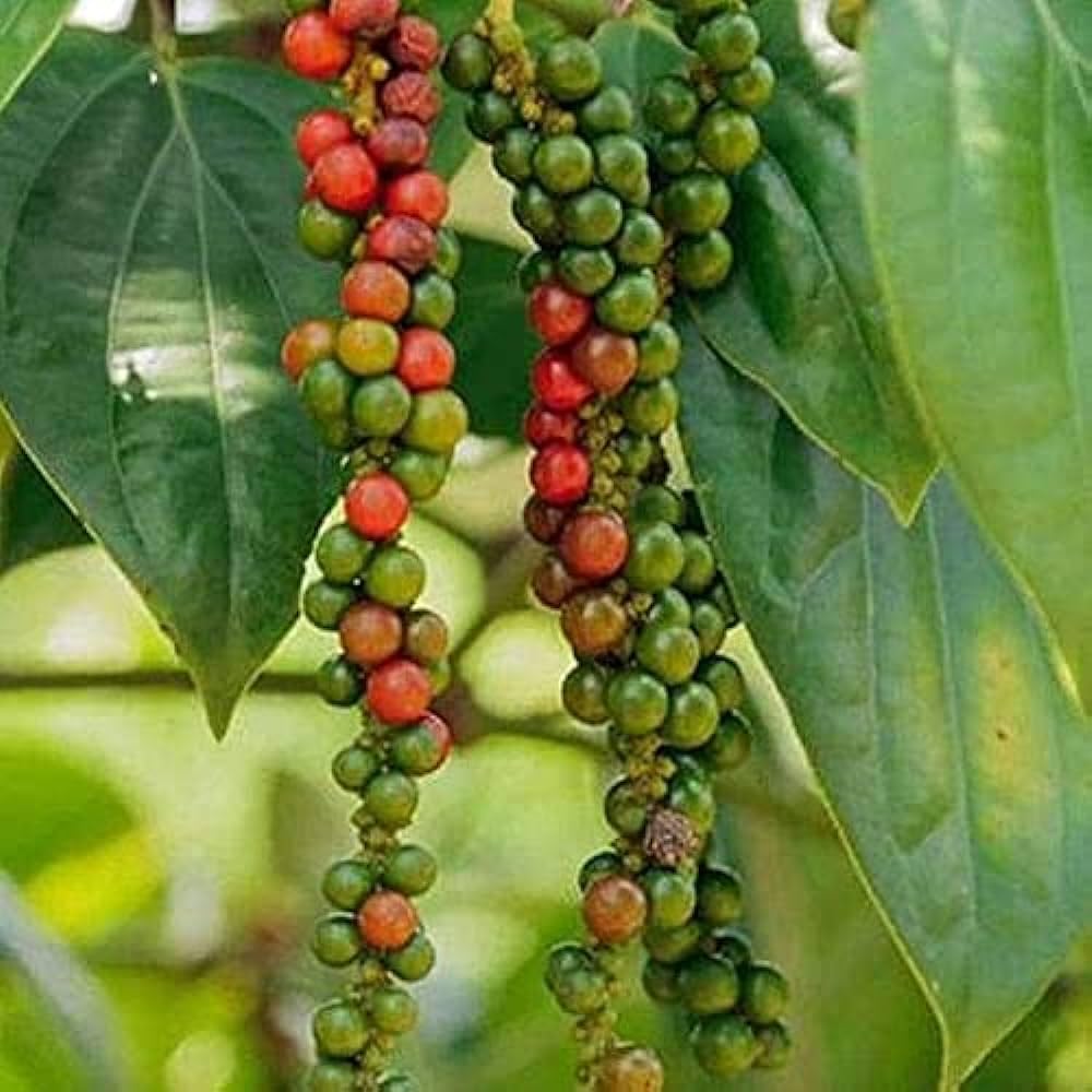 See full amazon price history chart for Kali Mirch Live Plant pack of 1 Kali Mirch Live Plant pack of 1 (B0CKXWY2QP) Amazon Price History, Amazon Price Tracker