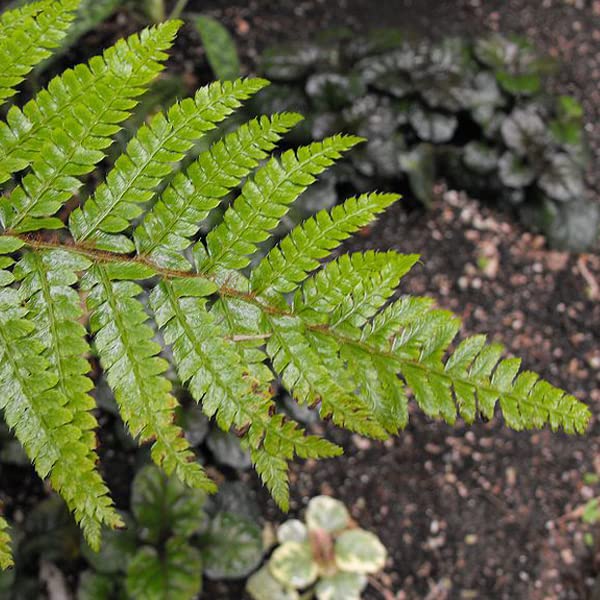 6x Japanischer Glanzschildfarn - Polystichum polyblepharum - Topf 9x9cm - Dekorativer Farn
