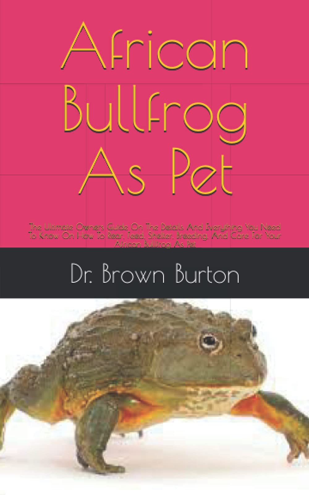 Buy African Bullfrog As Pet The Ultimate Owners Guide On The Details