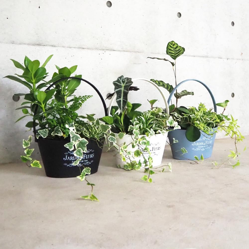 高騰品種】9 シーザー×レッドキャットウィーズル hyb 極上強棘陽炎