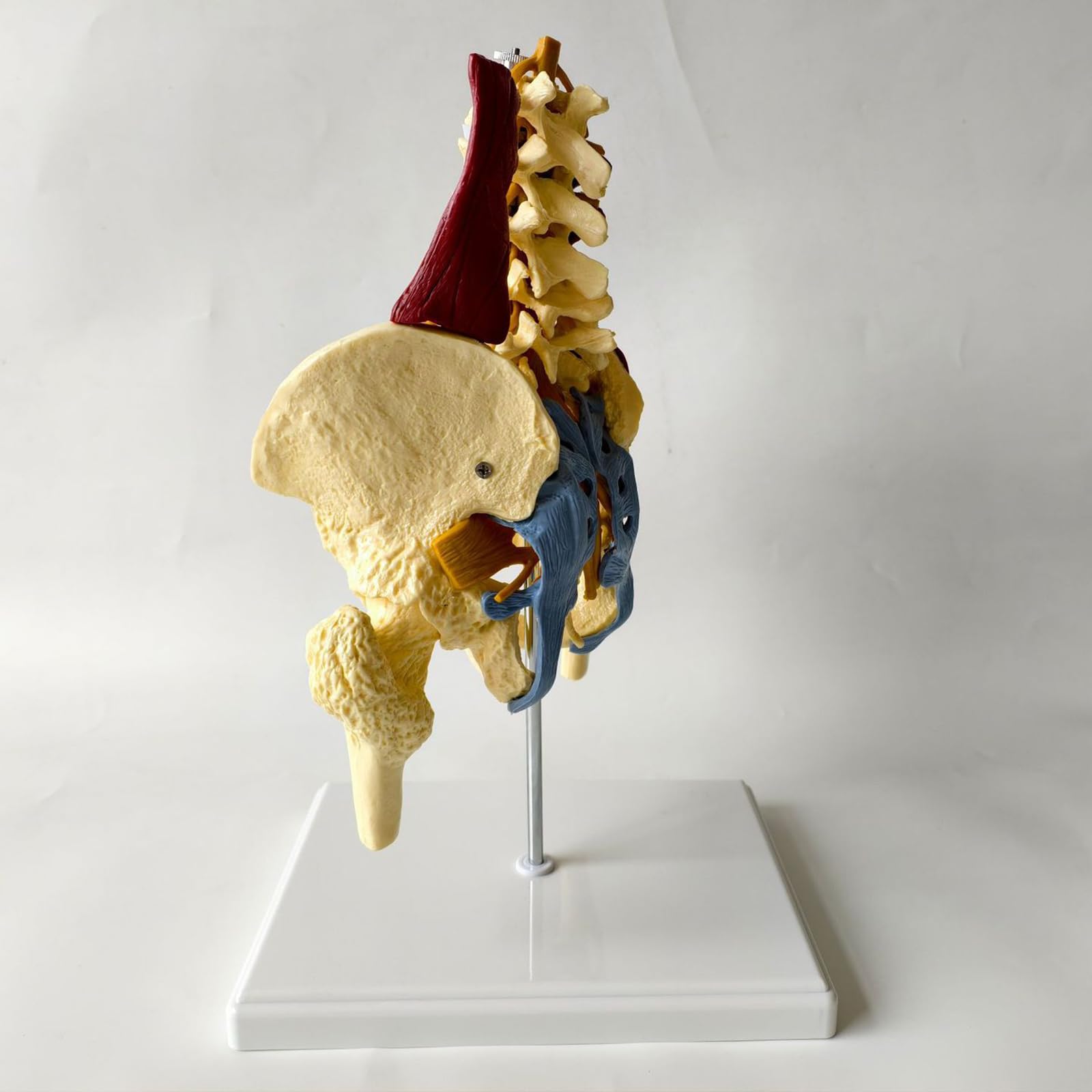 Proporzione adulta colonna lombare con muscoli e muscoli pelvici modello colonna vertebrale e modello scheletrico pelvico per educazione medica