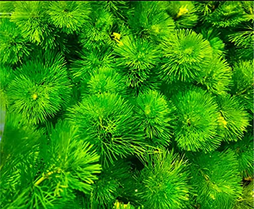 (Aquatic Plants) Camomba (10 stems) with thick stems, goldfish algae, weighed, harmless insects and medaka