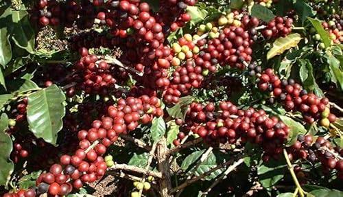 R[q[ 1kg uW EROS TgX Z[h hCh I gD[22-23yNew Crop!z R