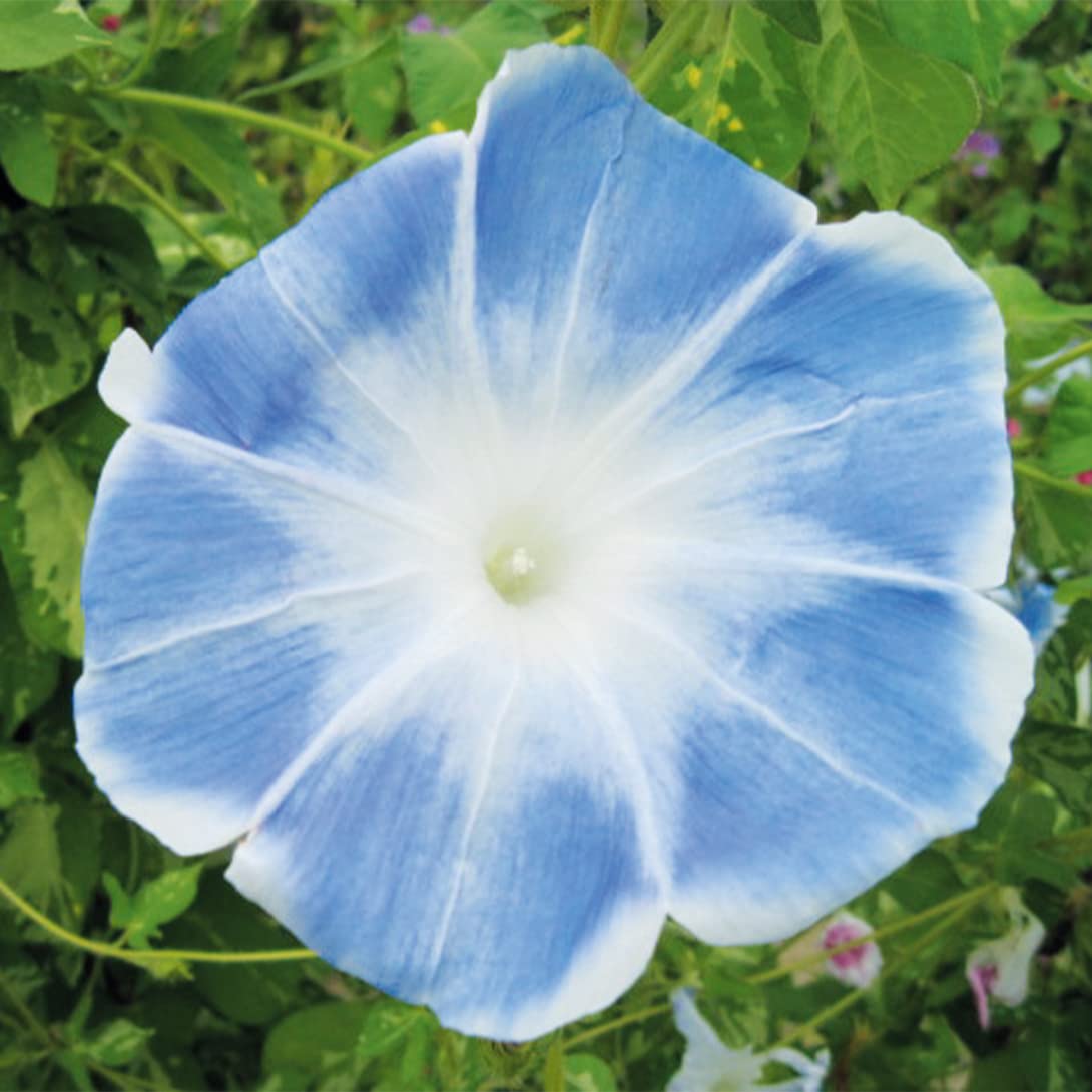 Amazon.co.jp: 種 花たね 日本朝顔 薄青 1袋（10粒) / 花種 アサガオ