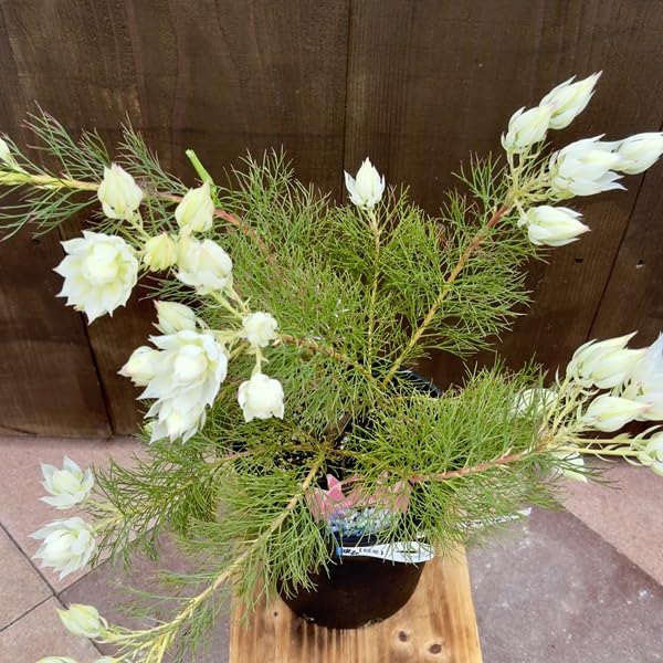 Amazon｜おしゃれ 観葉植物 花苗：ジョーイセルリア ブラッシング