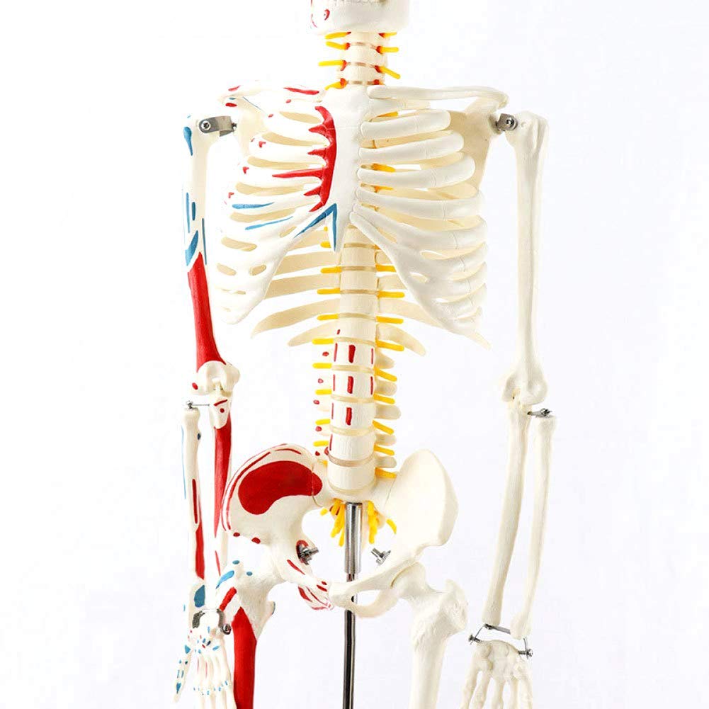 Modèle Anatomique du Corps Humain Modèle Mini Squelette avec des Muscles Peints, 85Cm - Construction Et Le Mouvement du Corps comme Modèle d'apprentissage Ou du Matériel Pédagogique