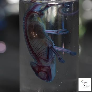 Amazon.co.jp: 「透明標本 エボシカメレオン」skelton スケルトン