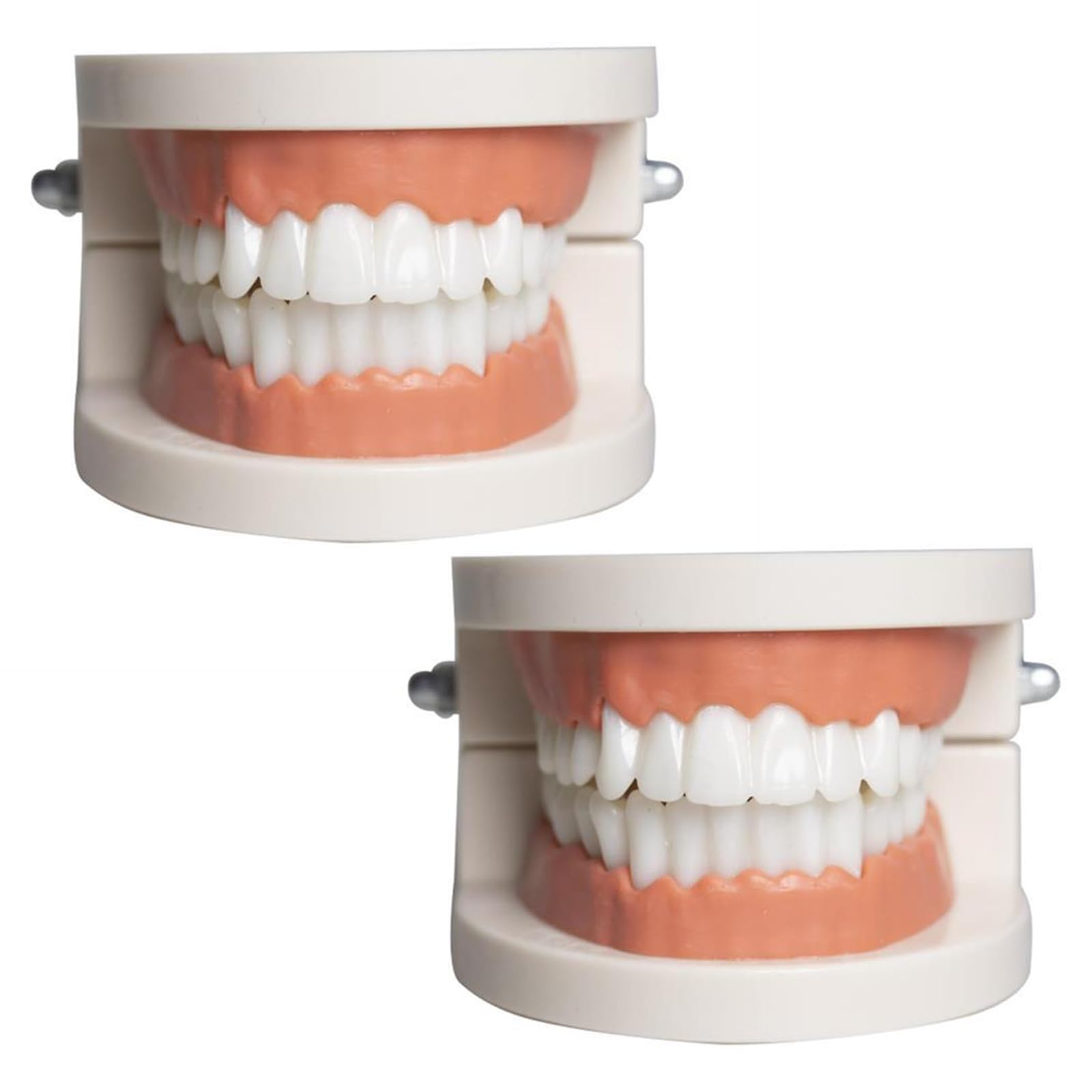 Modelo Dental de Demostración Estándar PVC para Adultos Niños Enseñanza Dental 2Pcs