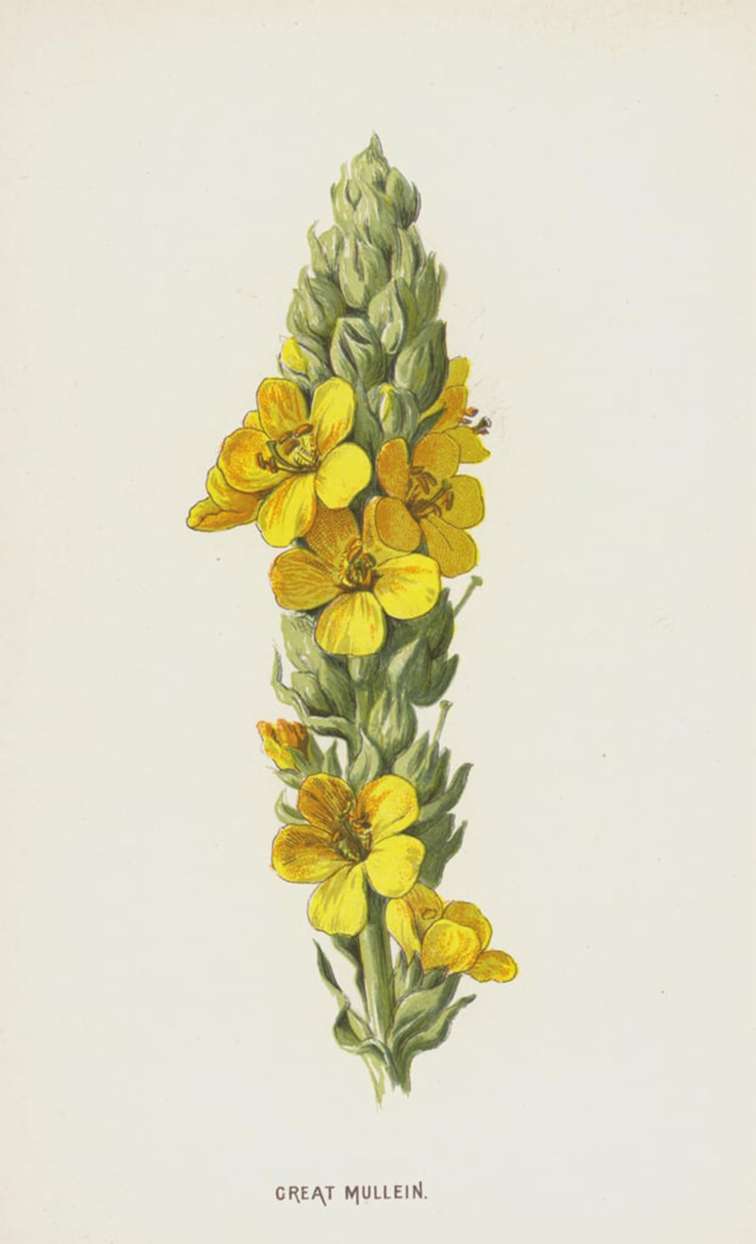 Artxlxxbn No Frame Famous Painting Art Wall Decor Abstract Art Picture Great Mullein By Frederick Edward Hulme Animal Pictures For Home Decor 60X90cm