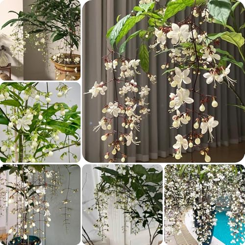 planta de jazmín - semillas de flores para macetas camas elevadas para jardín flores plantas interior plantas balcón jardín planta maceta perennes resistentes Clerodendrum 120pcs