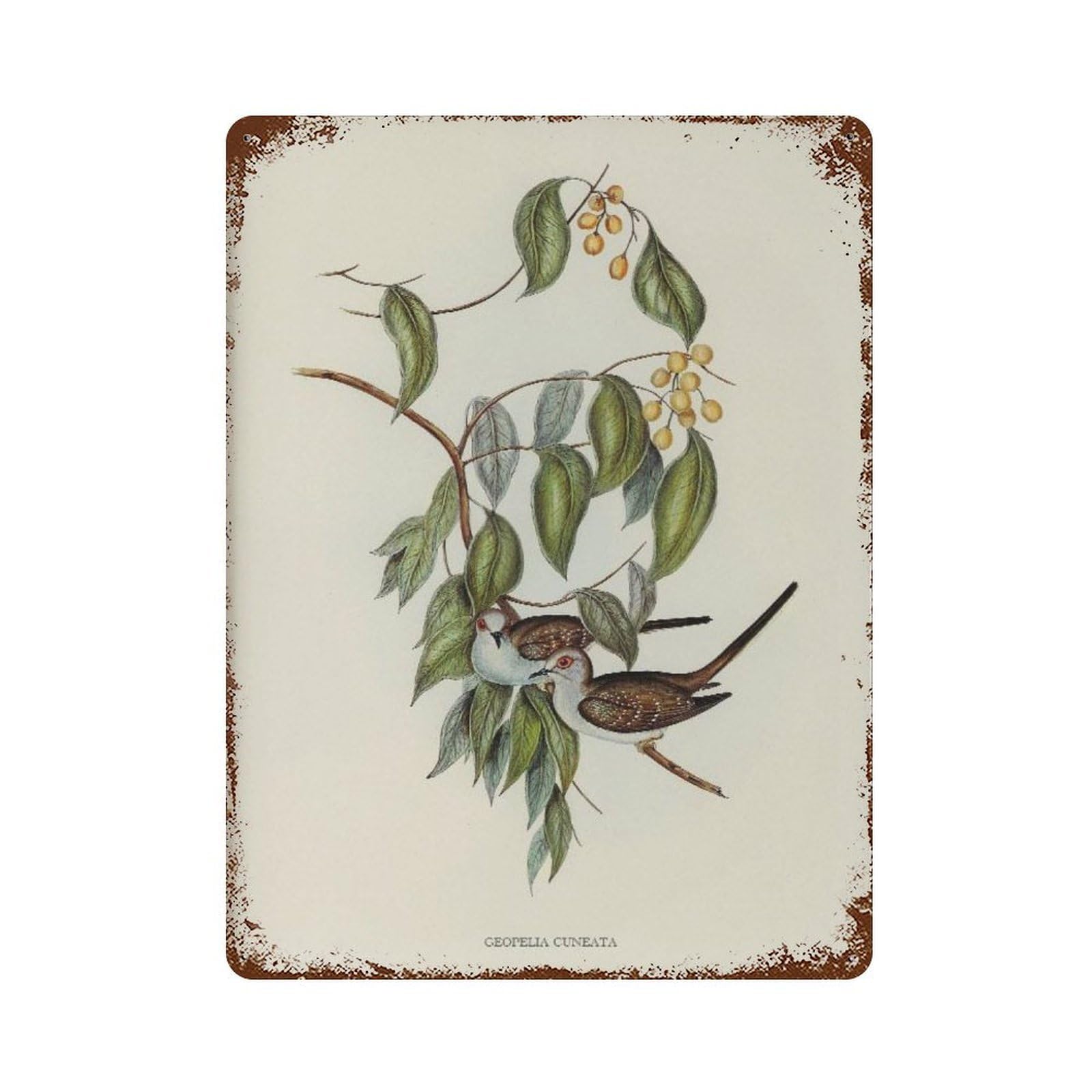 xiaoxiaoshen Antique Bird Drawing, Neutral Watercolor Wall Decor Art Metal Tin Poster Modern Home Decor Art Home Bar Shop Decorations Vintage Sign 40x30cm