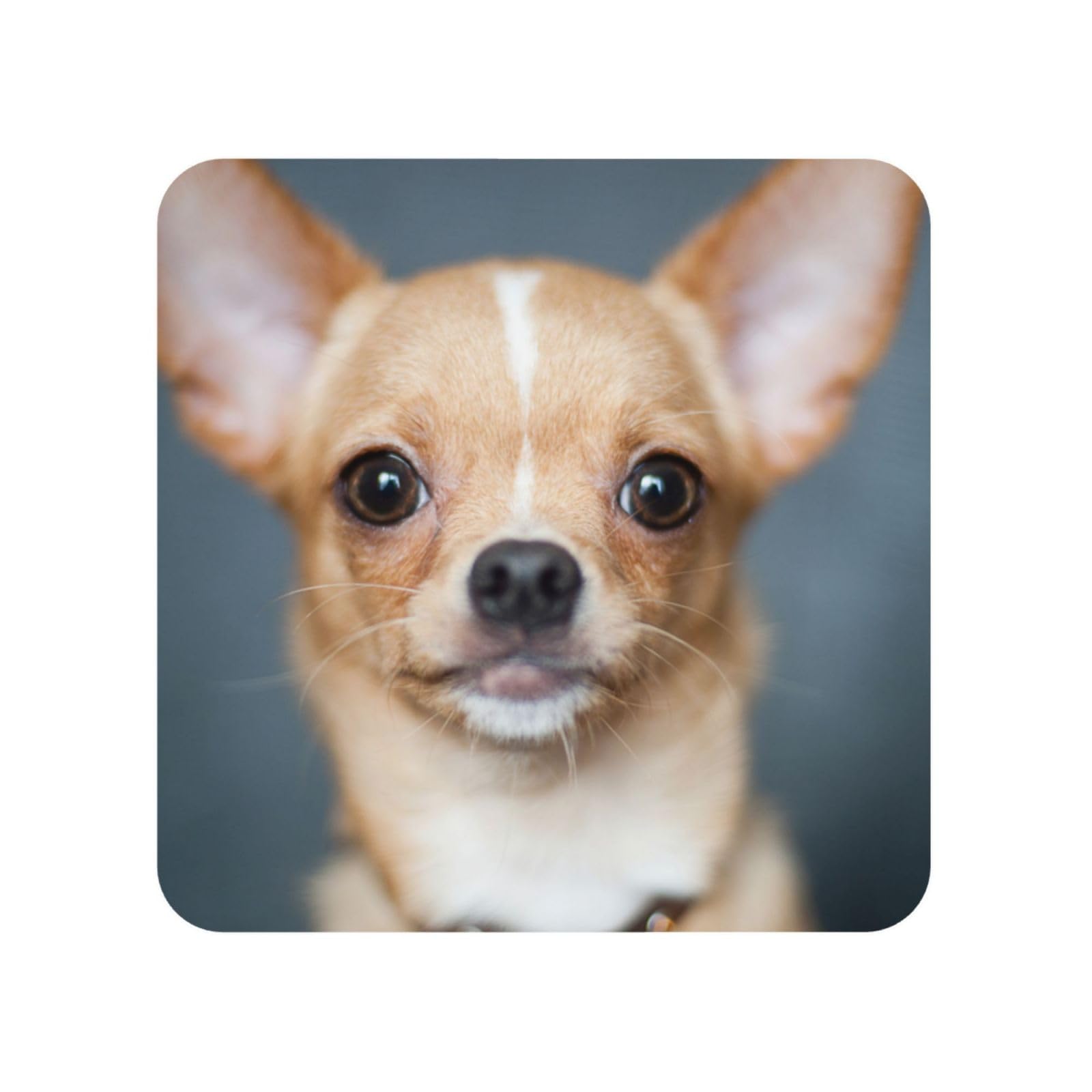 Yunweikeji As Picture Cute Funny Chihuahua Dog, Square Magnetic Refrigerator Sticker Acrylic Fridge Magnets Furniture Decoration 1Pc