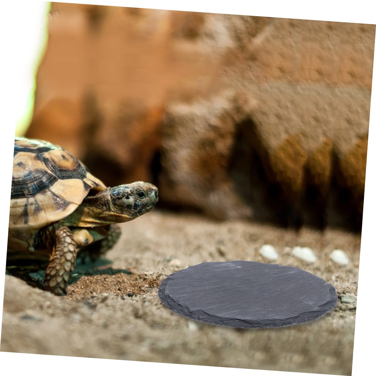 BESPORTBLE Turtle Basking Platform Large 2pcs Nail Polishing Bowl Tortoise Accessories Reptile Basking Stone for Fish Tank