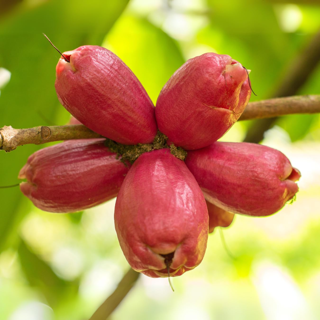M-Tech Gardens Rare Malay Apple Fruit Plant (Red, Hybrid) Syzygium malaccense Exotic 1 Live Fruit Plant (B07RYVX41T) Amazon Price History, Amazon Price Tracker