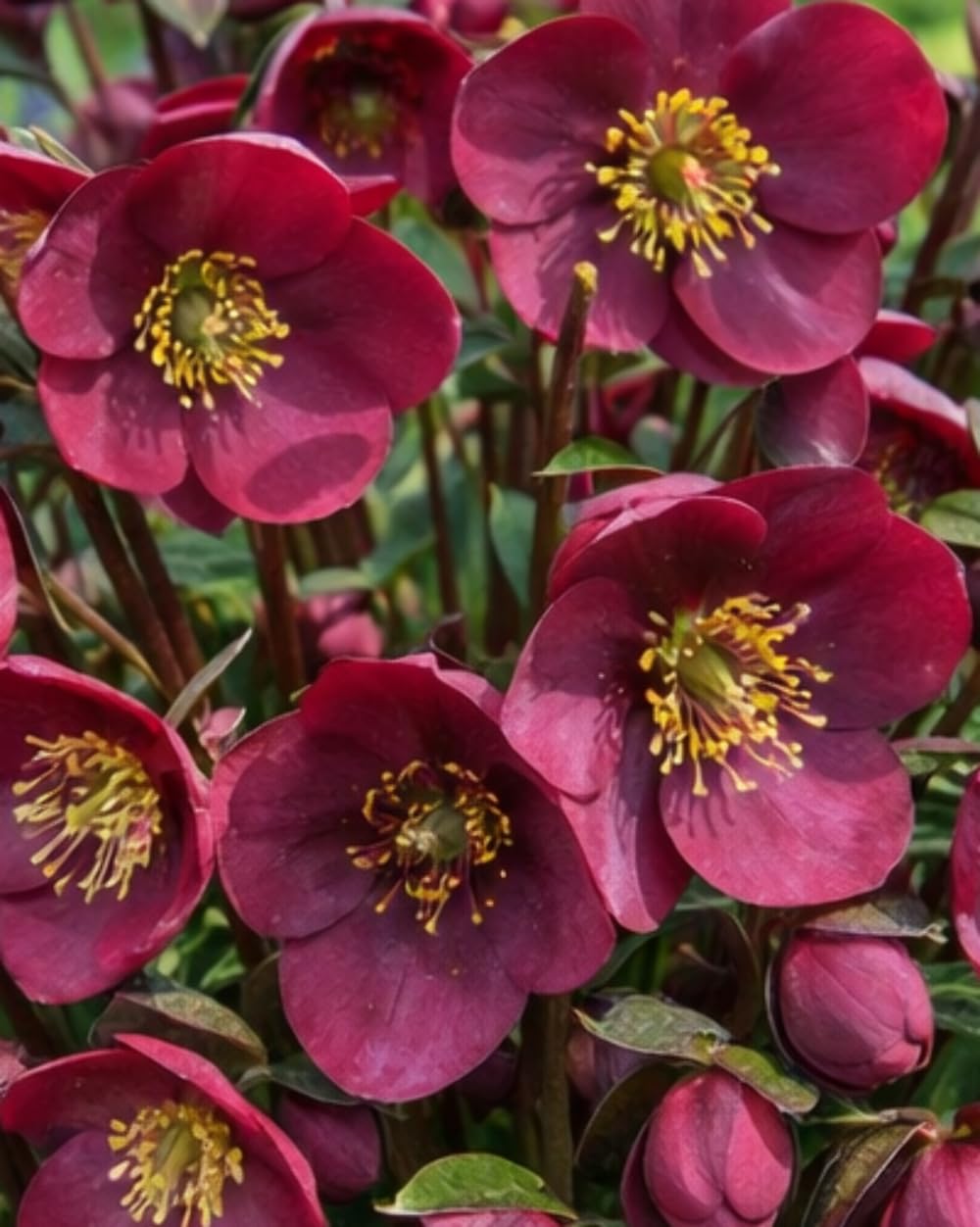 Perennial Farm Helleborus Frostkiss Vibey Velvet