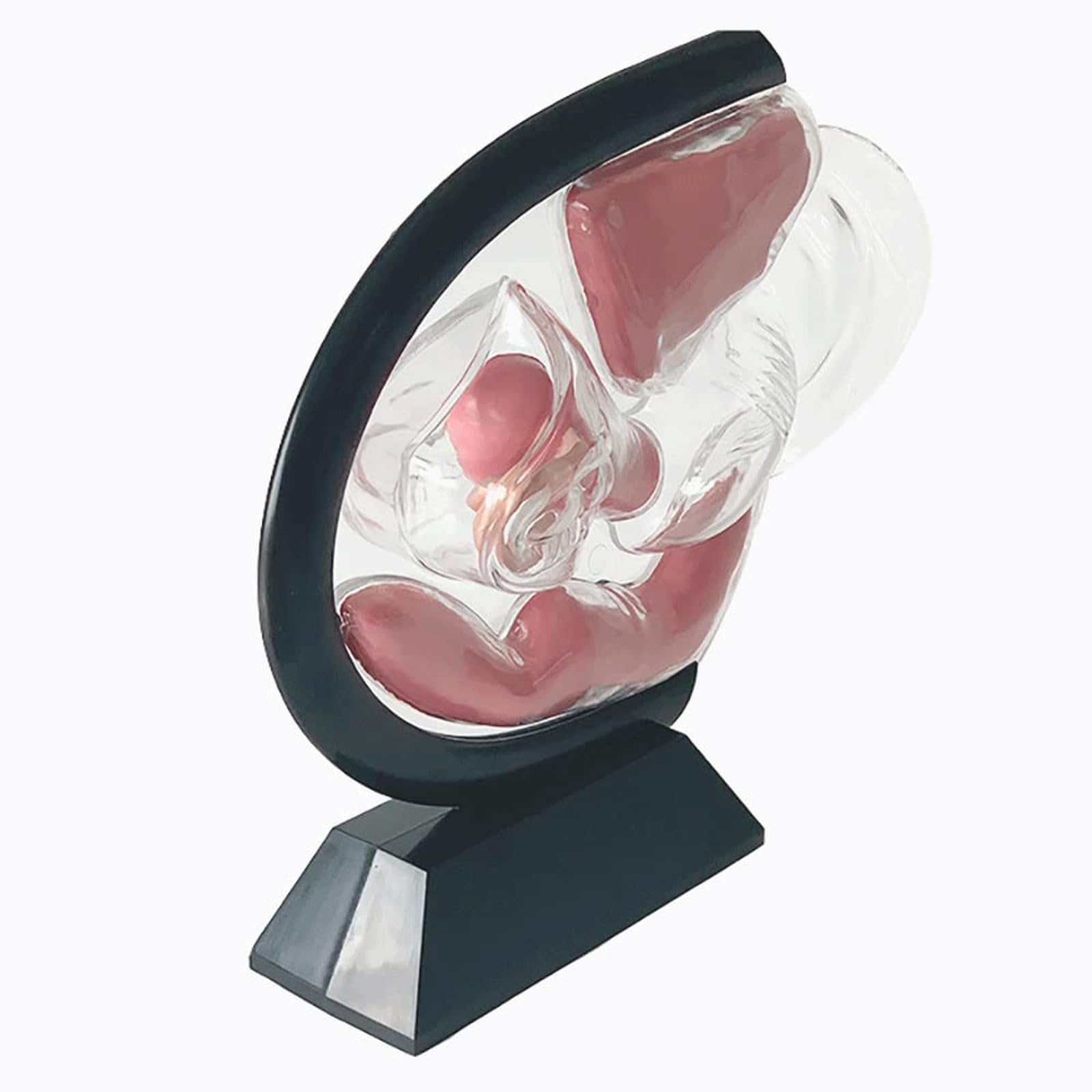 OUFEIJIA Uterus Model Female Transparent Uterine Anatomy Model PVC Material for Medical Educational Training
