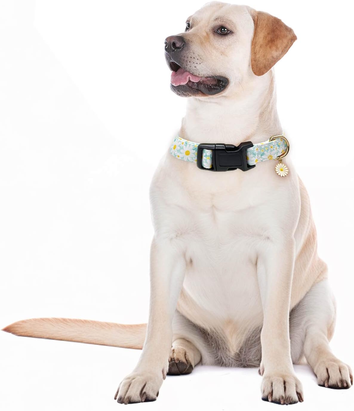Dog Collars with Buckle Adjustable for Cute Girl Female Boy Dogs,Special Soft and Fancy Dog Pet Collar with Flower Design for Small Medium Large Dogs (Cyan-Daisy, L) image 5