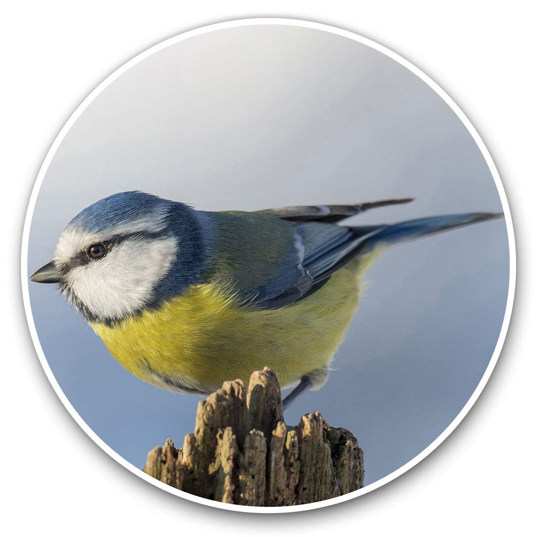 Destination Vinyl Ltd Blue Tit Bird Garden Birds 3119 Vinyl Stickers (Set Of 2) 7.5Cm - Blue Tit Bird Garden Birds #3119