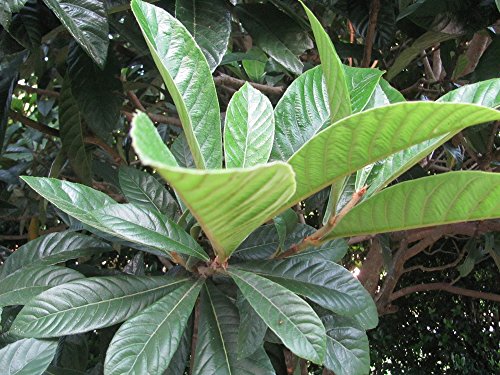 Loquat Leaves (Biwa Cha Tea) 30 Fresh organically grown 8-10' grown in Florida