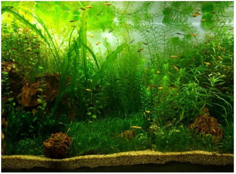Zerodis PVC Aquarium Background Poster,Water Grass PVC Adhesive Static Aquarium Wallpaper Background(122 * 61cm)