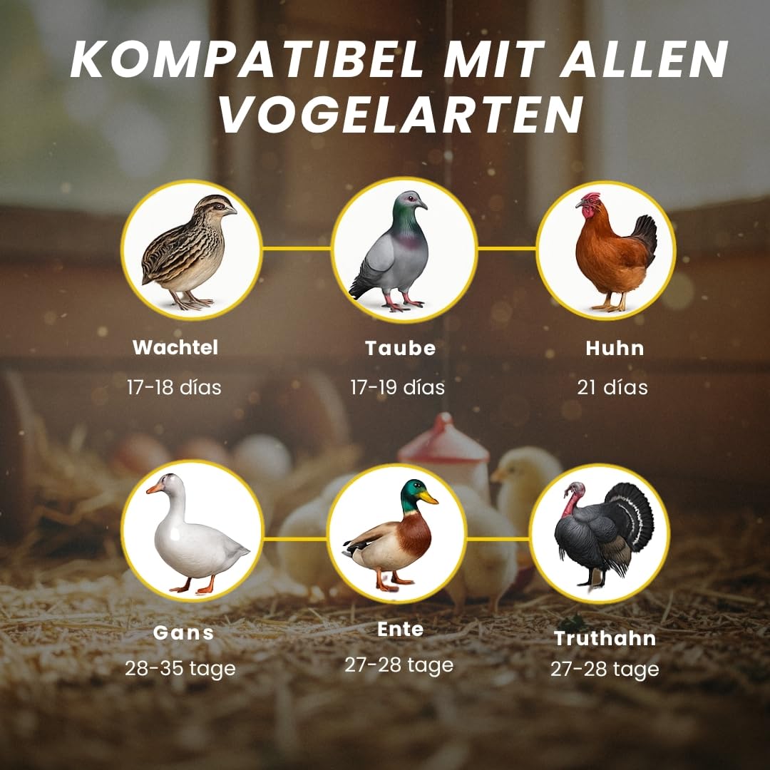 BRUTAUTOMAT AUTOMATISCH für alle Geflügelarten|12-16 Eier|Brutmaschine mit automatischer Temperatur- und Feuchtigkeitskontrolle|Inklusive Kalender,Futterspender und Tränke|Batteriefrei,35W Netzbetrieb