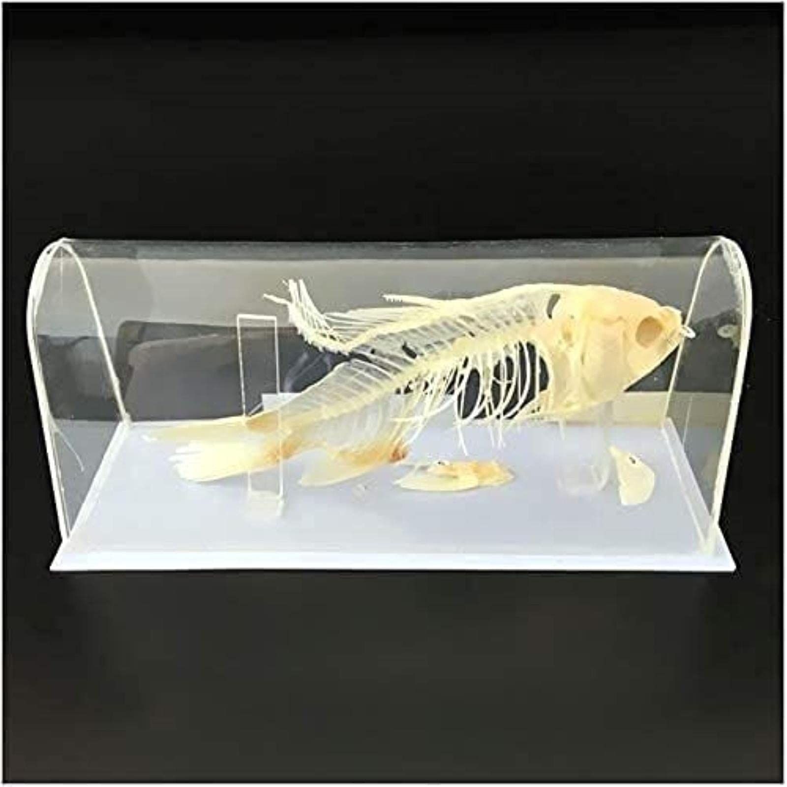 骨格 標本 大型魚類 背骨 7個 【公式通販】