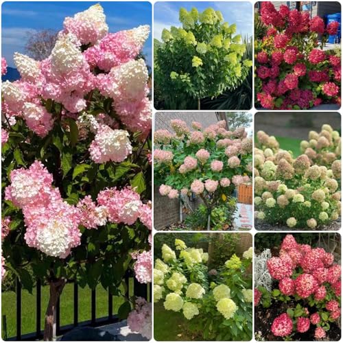 Semi di ortensia a pannocchia, decorazione da giardino per esterni Ortensia paniculata, semi di selvatici, decorazione floreale arbusti resistenti 100pcs