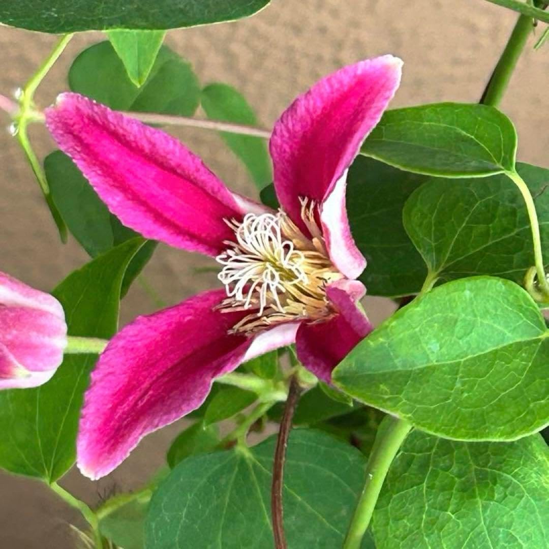 チューリップ咲き クレマチス ジョンソン 5号鉢苗《8 2》