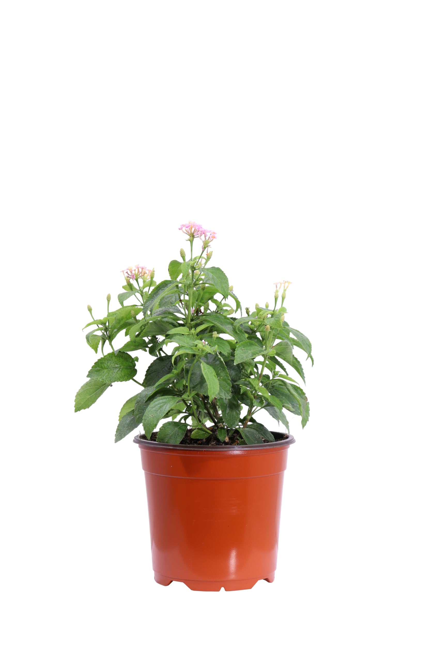 Pianta di Lantana Camara pianta da esterno da fiore Lantana Camara ornamentale pianta vera venduta da eGarden.store (Rosa v.15 cm)