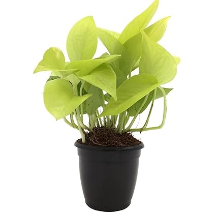 Guruji Plantation Live Money Indoor Plant For Home and Garden with Pot (Pack of 1) (Neon Money Plant)