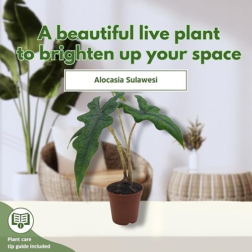 Miniatura 3 de BubbleBlooms Alocasia Jacklyn, Alocasia Tandurusa en maceta de 2 pulgadas