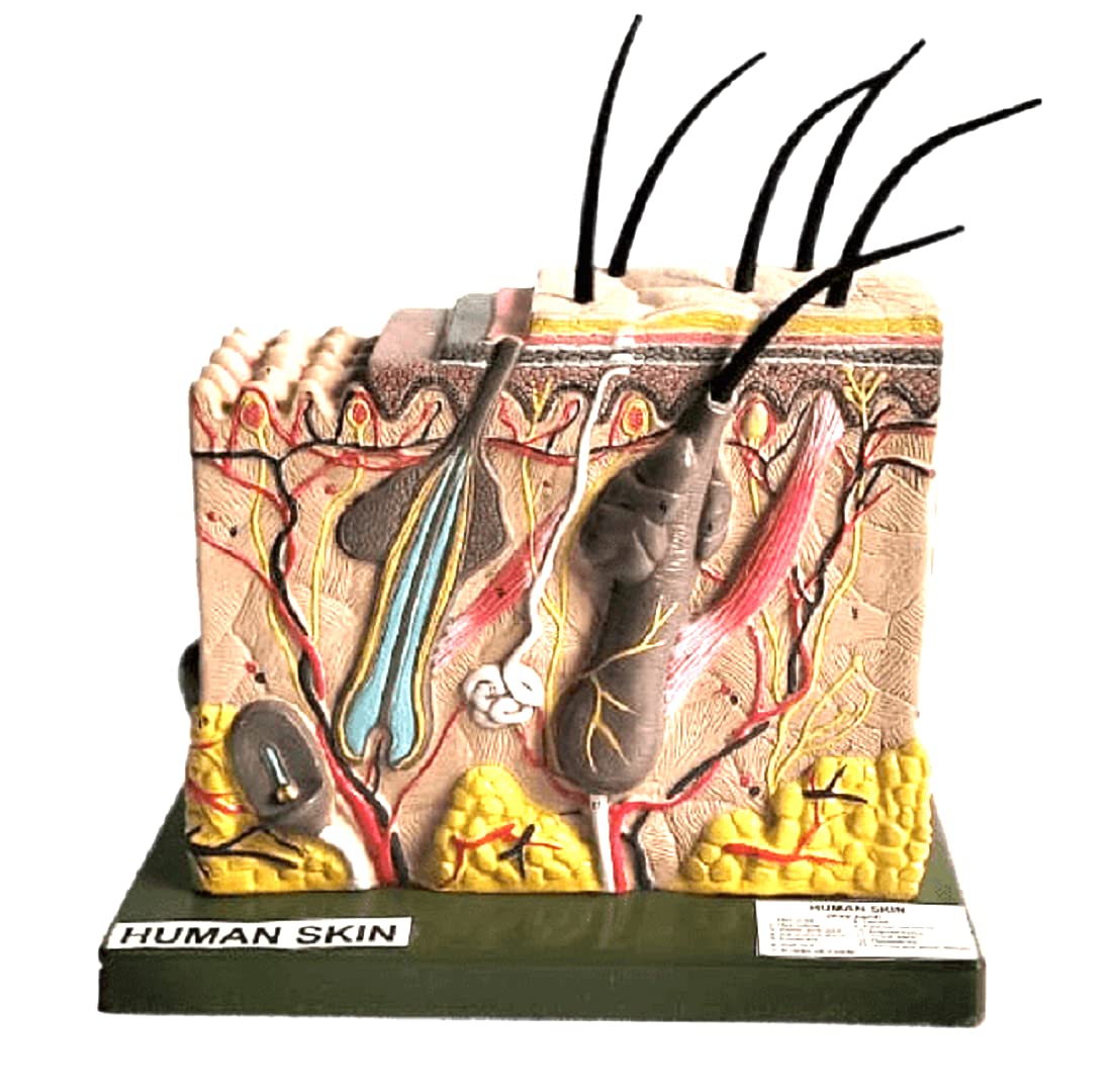 Human Anatomy Skin Block Model Perfect Science teaching Aid (B09JWLTRTL) Amazon Price History, Amazon Price Tracker