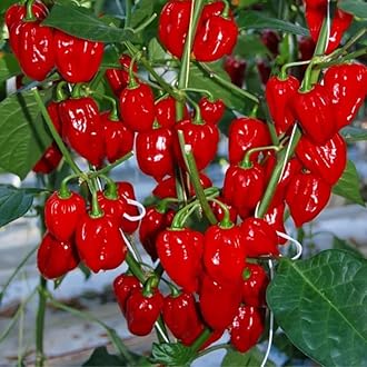 Pack 2 Red Habanero Pepper Plants, 80 Days Old Live Red Habanero Pepper Plants, Habanero Pepper Plants, Habanero Pepper Plants Live, Habanero Plant