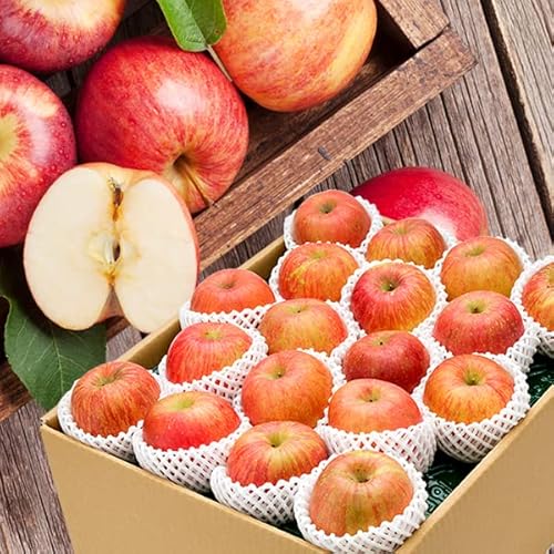 R`Y  tƂ炸ӂ 10kg (Gi/26ʁ`40ʓ) Ε Mtg 蕨  j j ƒp R` S ʕ t[c 