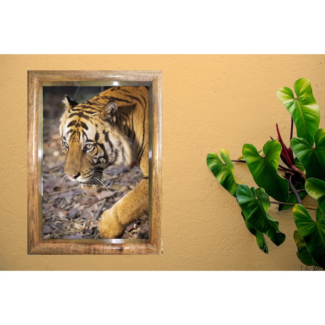 Guardian Cub, Majestic Tiger Protecting its Territory in Bandhavgarh National Park - Wooden Framed Tiger Photo (12x18 Inch)