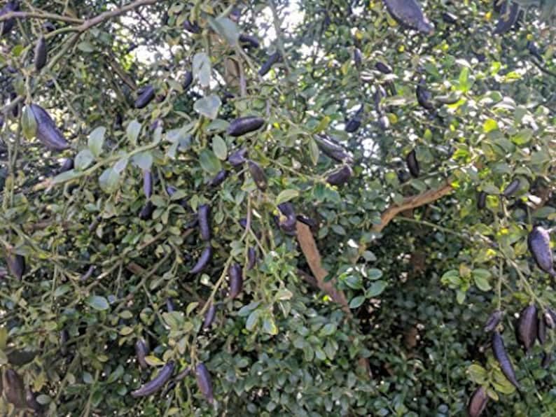 3 Freshly Cut to Order Australian Finger Limes aka Citrus Cavia Fingerlime UNROOTED Cuttings/Scions/Budwoods for Grafting