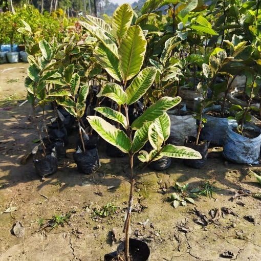 Image of Natura GreenHouse Original 1 Live Variegated Guava Amrud Plant hybrid all seasons Height 1.5-2 FT (Variegated Guava)