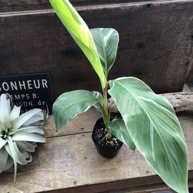 Amazon.co.jp: ピンクバナナ バリエガータ ムサノノピンクバリエガータ