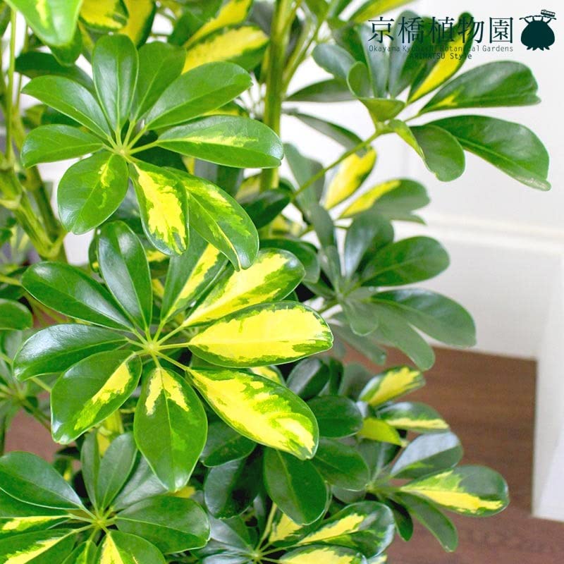 シェフレラ　カポック　8号　1m 幹ゴリシェフレラ シェフレラ カポック 8号 1m 幹ゴリシェフレラ 観葉植物 カポック