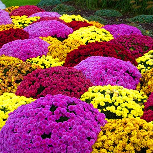 New 100pcs Chrysanthemum Edible floresling Flower Seeds for Gardening Mixed