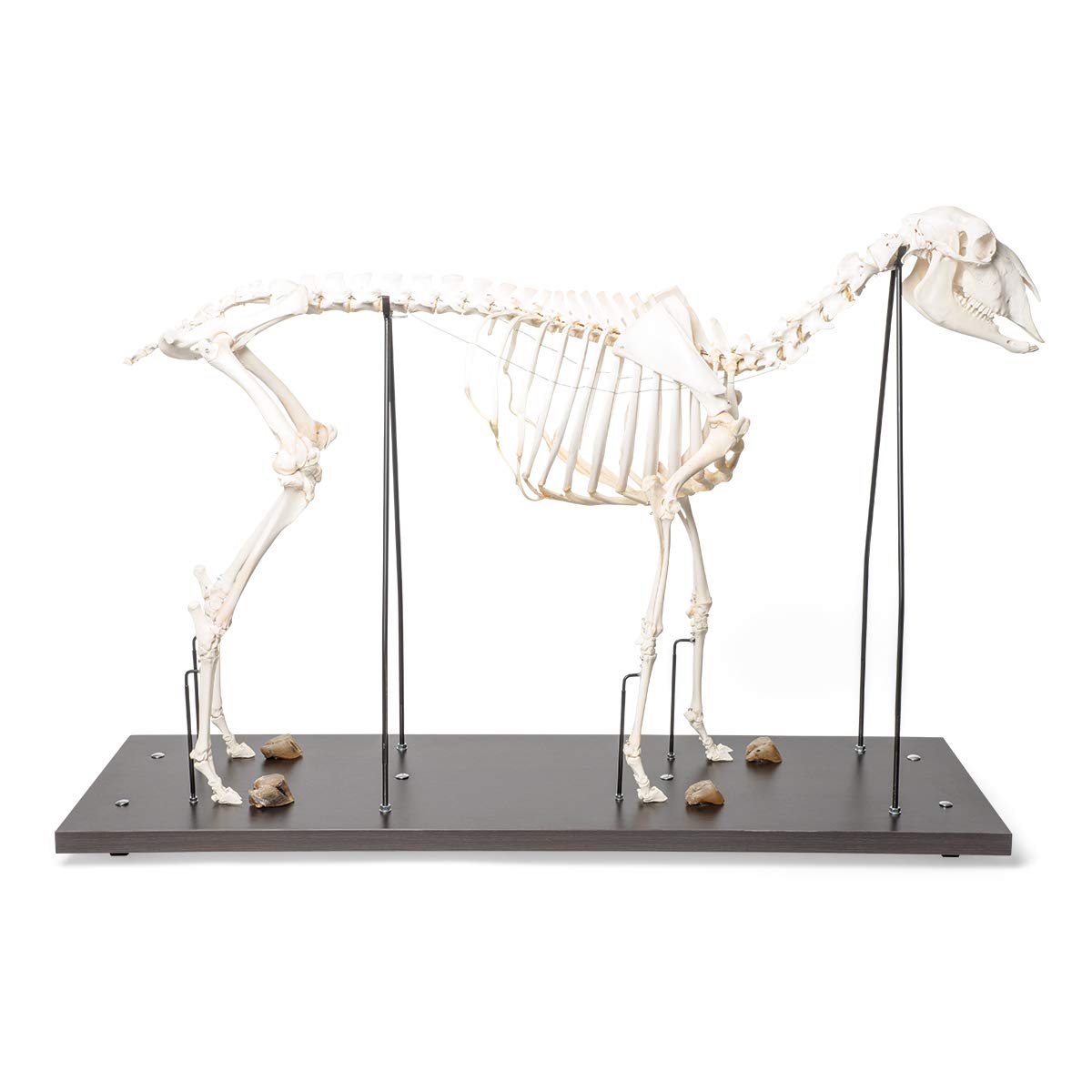 3B Scientific GmbH T300361f Sheep Skeleton, f, Articulated
