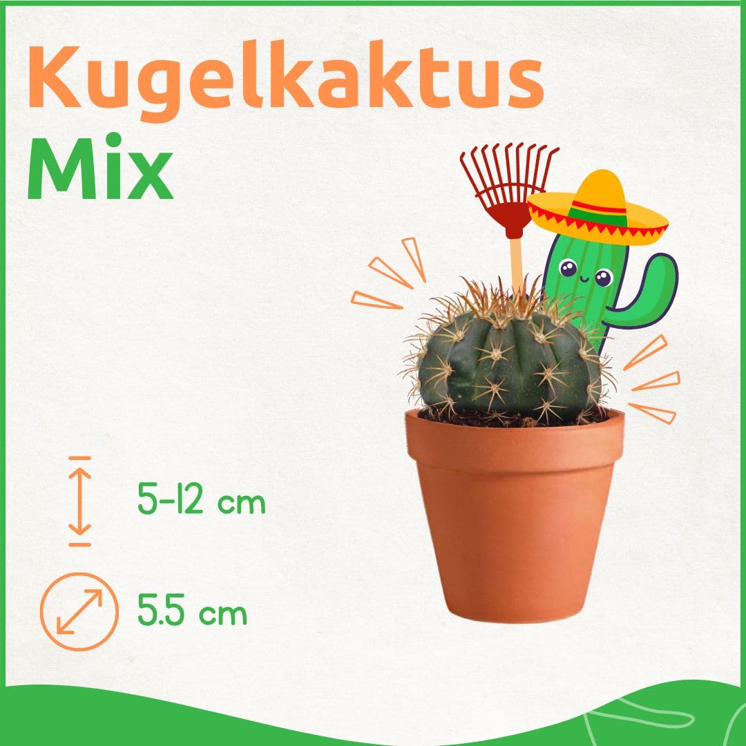 Kugelkaktus Mix 20 Stück Verschiedene Mini-Kakteen - Topf 5,5 cm - Mammillaria Kaktus Kleine Pflanzen Sammlung Pflegeleichte Zimmerpflanzen - Höhe 8-15 cm
