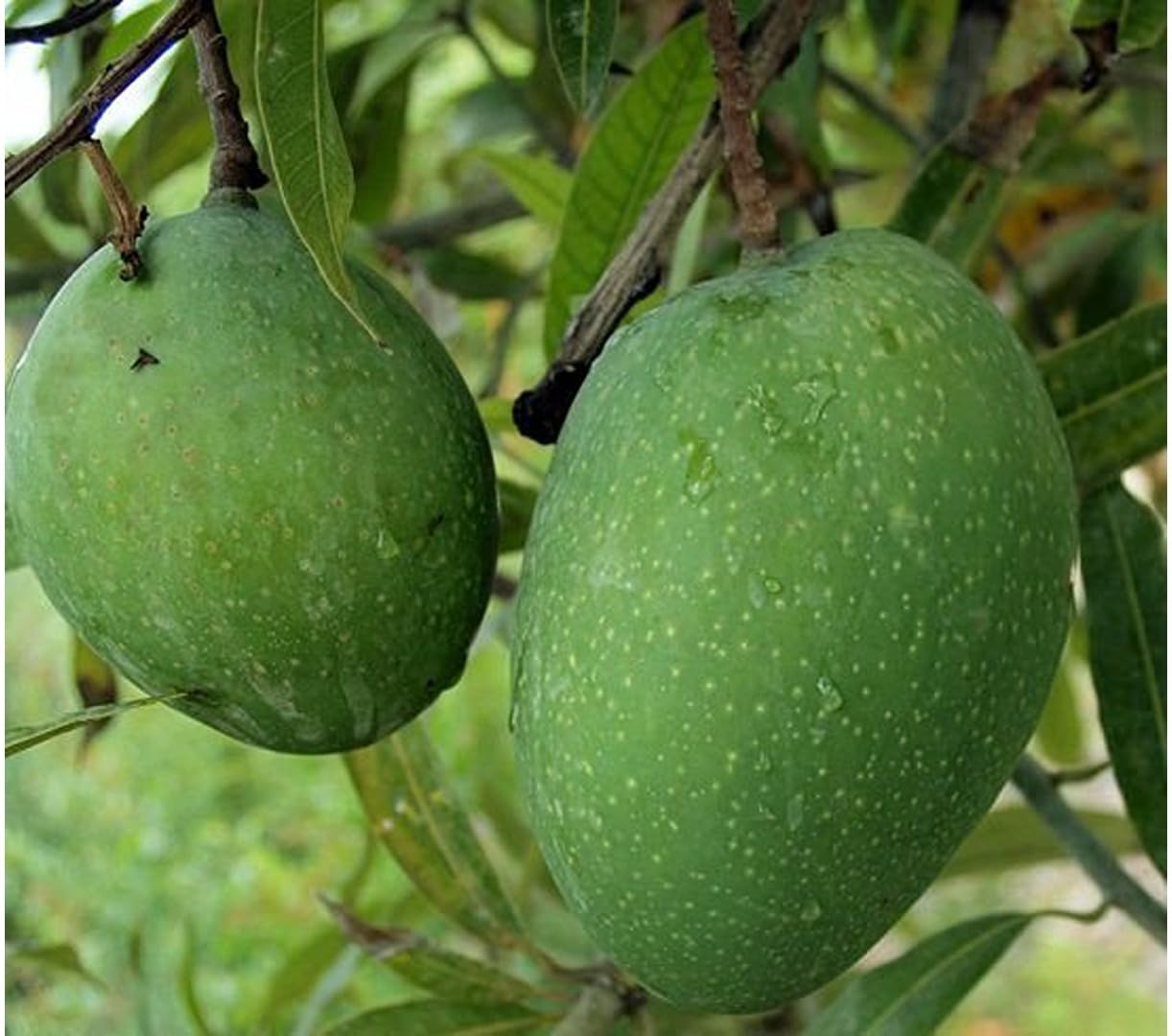 Dejestqoo Bombay Green Mango Plant (Grafted Plant Height 2-3 Feet) Hybrid 1 Healthy Live Frout Plant For Home Garden Fruit After 2-3 Years Grafted Mango Tree (B0CCB1N7YR) Amazon Price History, Amazon Price Tracker