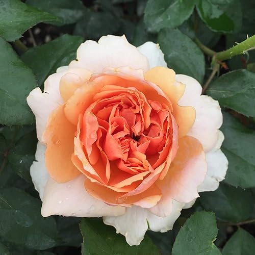 Heirloom Roses Planta de rosas - Sunbelt® Soul Sister™, planta viva Floribunda para plantar al aire libre
