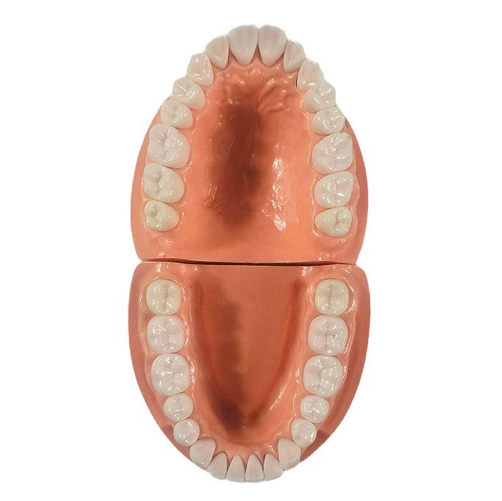 Modèle de préparation Dentaire Amovible Porte-mâchoire gingivale Souple Modèle de préparation de 32 Dents pour la Pratique des implants dentaires