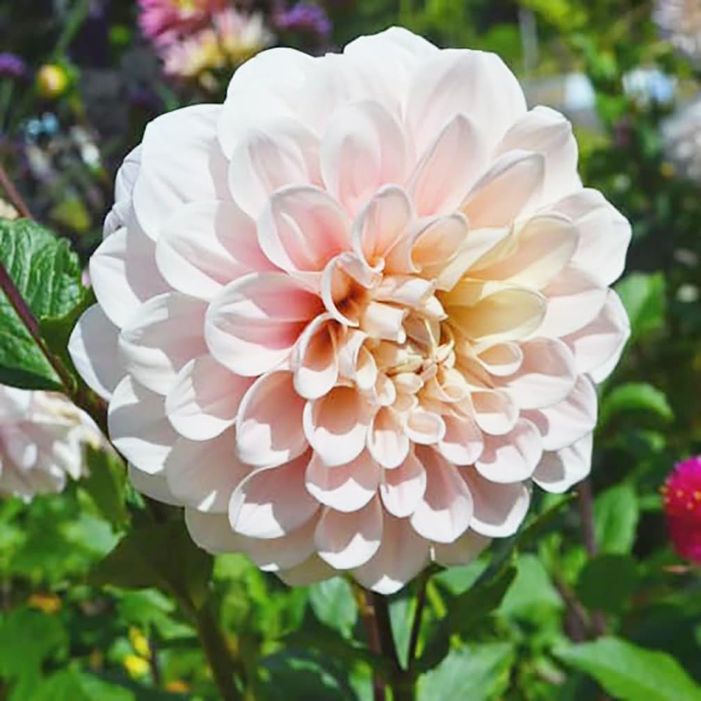 Sweet Miss Nathalie Dahlia - 5 Gallon Size Bare Root Tuber Pink - Beautiful Pink Blooms for Spring Planting 2025 - Large Tuber for Vibrant Garden Displays 5 Gallon Size Bare Root Tuber